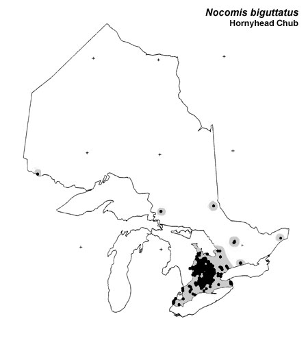 Hornyhead Chub range