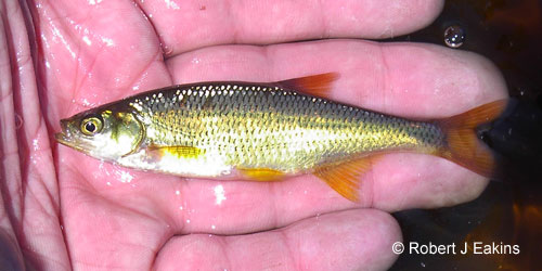 Golden Shiner photograph