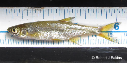 Golden Shiner photograph