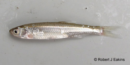 Ontario Freshwater Fishes Life History Database Species Detail