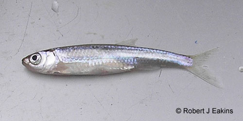 Emerald Shiner photograph