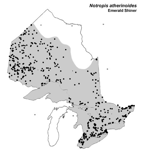 Emerald Shiner range
