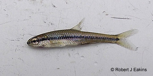 Bridle Shiner photograph