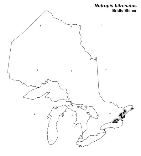 Bridle Shiner range