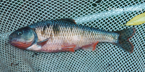 Common Shiner photograph
