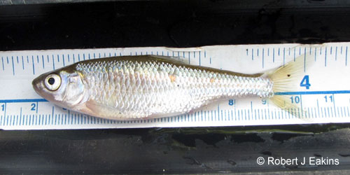 Common Shiner photograph