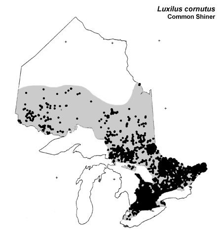 Common Shiner range