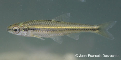 Blackchin Shiner photograph