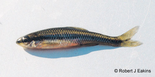 Blackchin Shiner photograph
