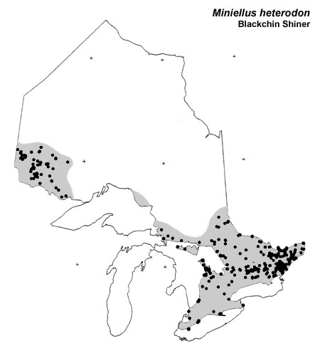 Blackchin Shiner range