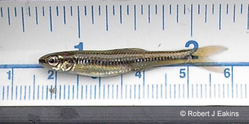 Blacknose Shiner photograph