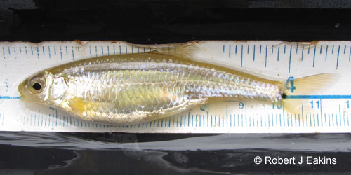 Spottail Shiner photograph