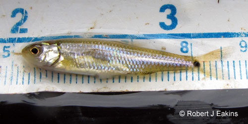 Spottail Shiner photograph