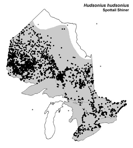Spottail Shiner range