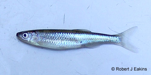 Rosyface Shiner photograph