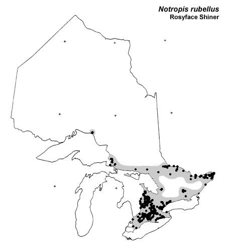 Rosyface Shiner range