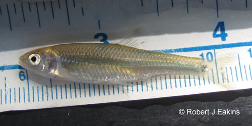 Spotfin Shiner photograph