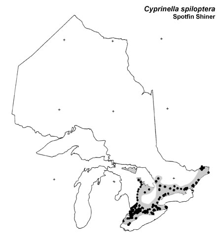 Spotfin Shiner range
