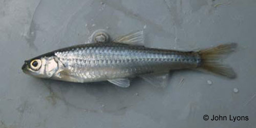 Sand Shiner photograph