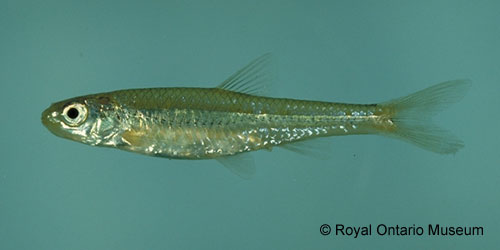 Sand Shiner photograph