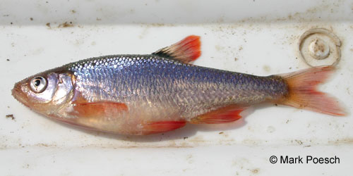 Redfin Shiner photograph