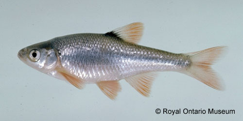 Redfin Shiner photograph
