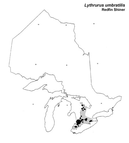 Redfin Shiner range