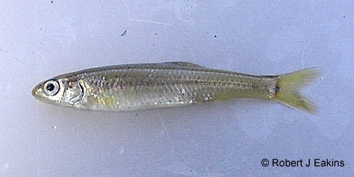 Mimic Shiner photograph