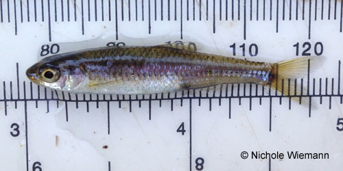 Mimic Shiner photograph