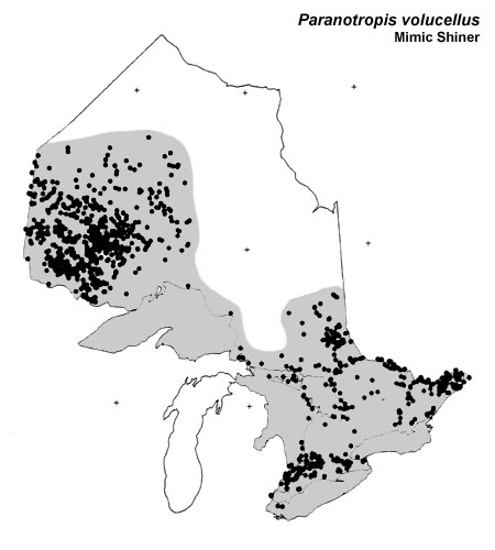 Mimic Shiner range