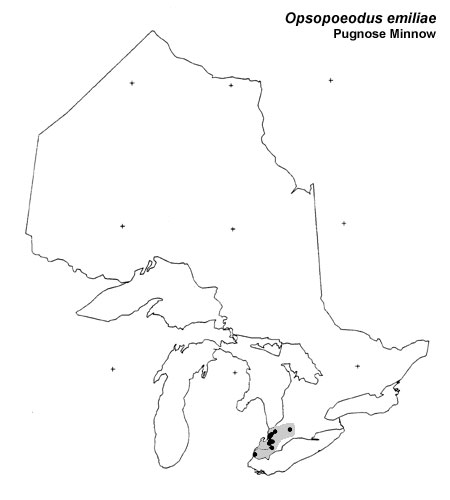 Pugnose Minnow range