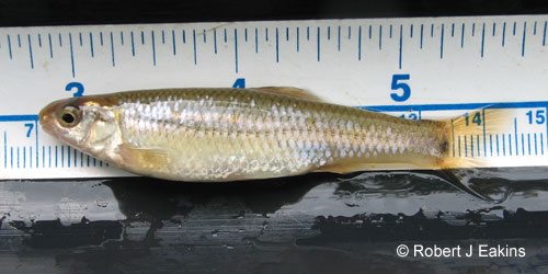 Bluntnose Minnow photograph