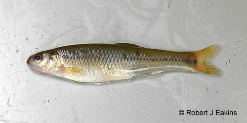 Bluntnose Minnow photograph