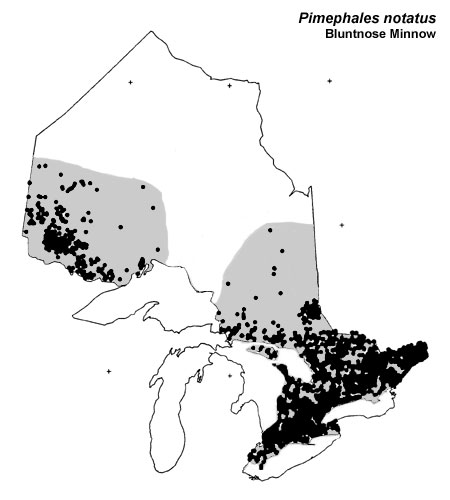 Bluntnose Minnow range