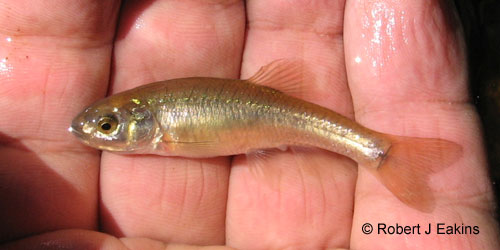 Fathead Minnow photograph