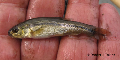 Fathead Minnow photograph
