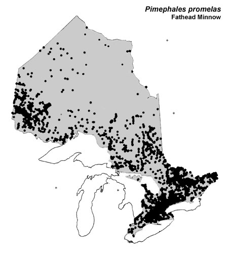Fathead Minnow range
