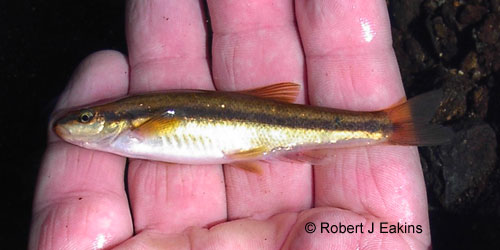 Eastern Blacknose Dace photograph