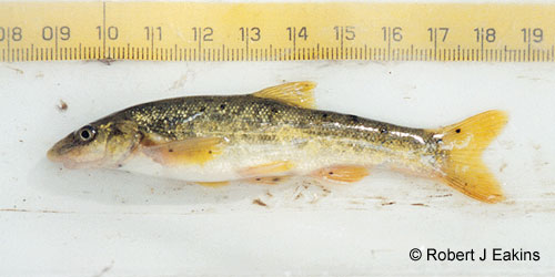 Longnose Dace photograph