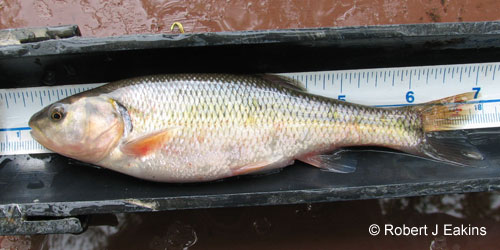 Creek Chub photograph