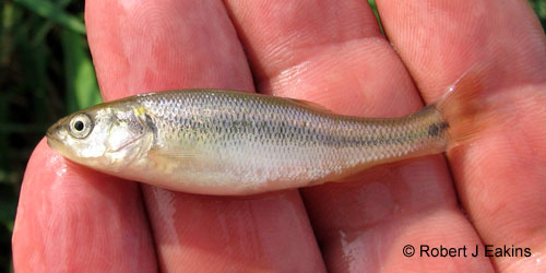 Creek Chub photograph