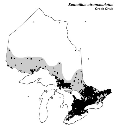 Creek Chub range