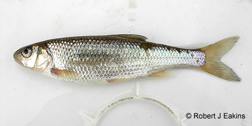 Fallfish photograph