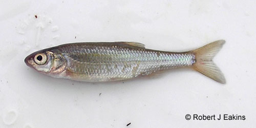 Fallfish photograph