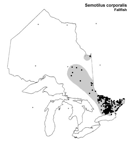 Fallfish range