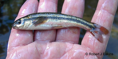 Northern Pearl Dace photograph