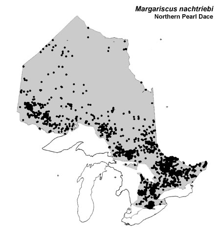 Northern Pearl Dace range