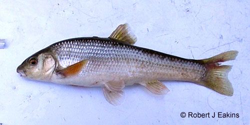 Central Stoneroller photograph