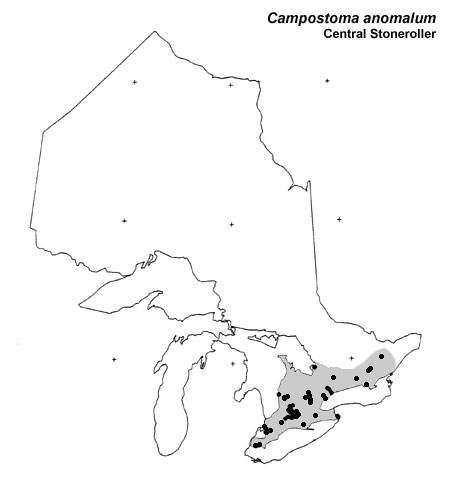 Central Stoneroller range