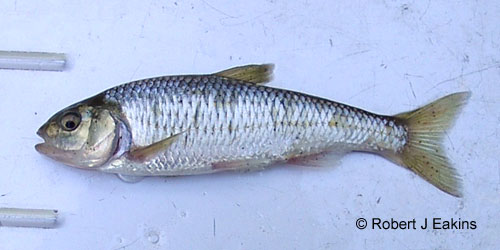 Striped Shiner photograph